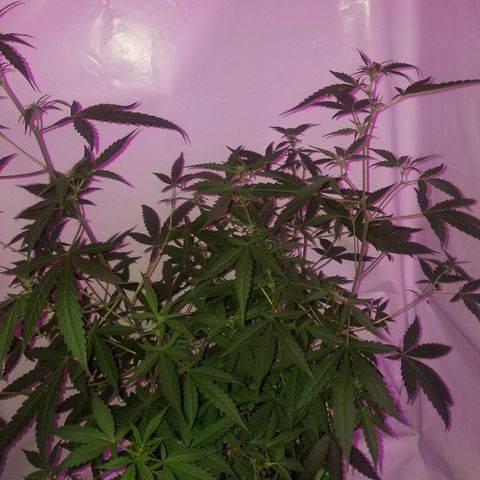 Do Si Dos Auto growlog timeline photo