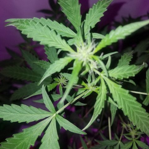 Do Si Dos Auto growlog timeline photo