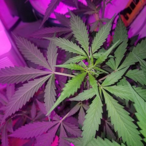 G14 #1 growlog timeline photo