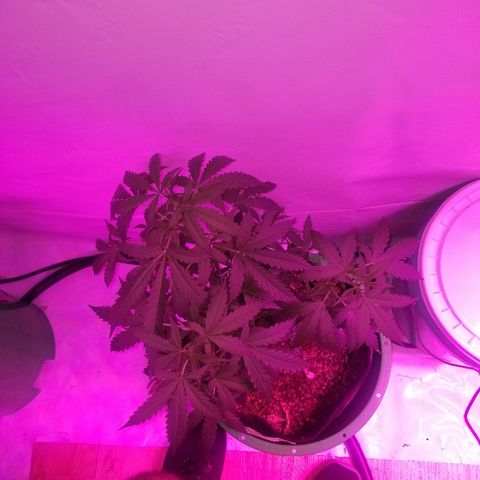 Bam Bam #2 growlog timeline photo