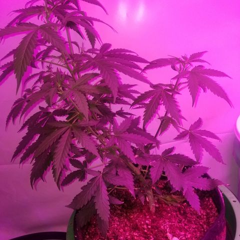 Bam Bam #2 growlog timeline photo
