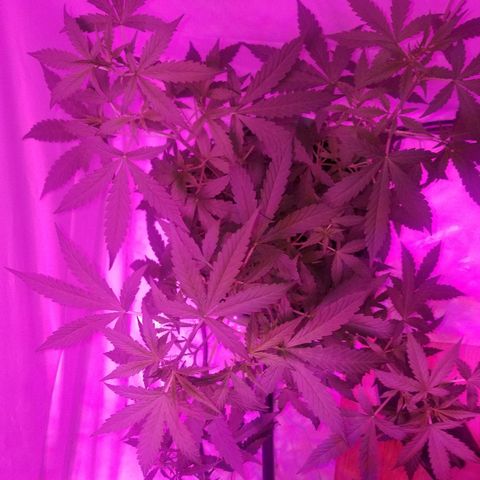 Bam Bam #1 growlog timeline photo