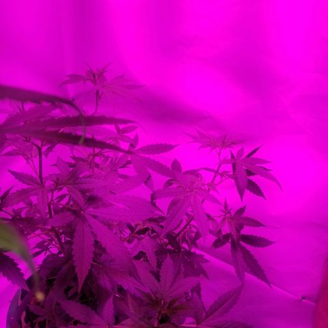 Bam Bam #1 growlog timeline photo