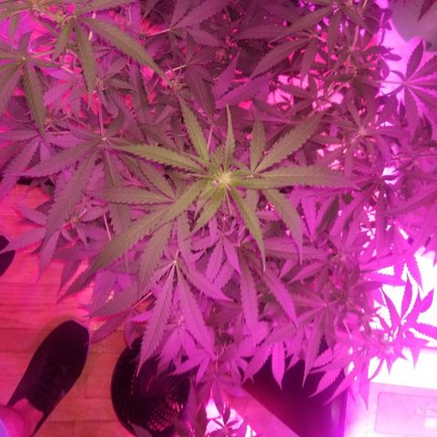 Bam Bam #3 growlog timeline photo