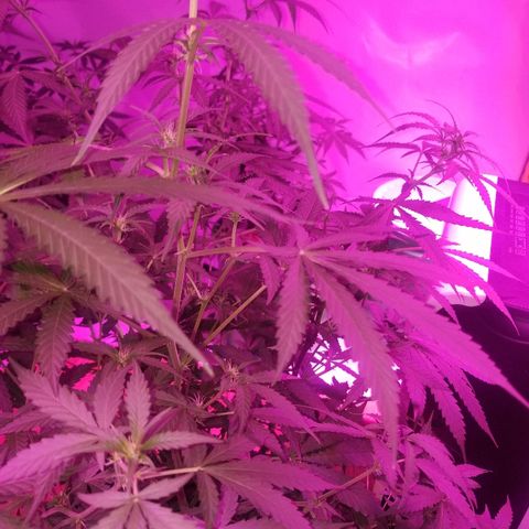 Bam Bam #3 growlog timeline photo