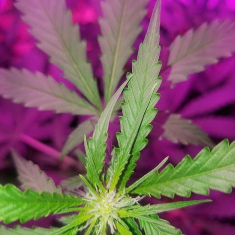 Bam Bam #3 growlog timeline photo