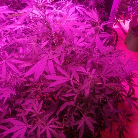 Bitchen Camaro  growlog timeline photo