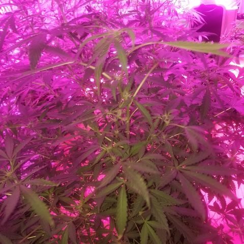 Bitchen Camaro  growlog timeline photo