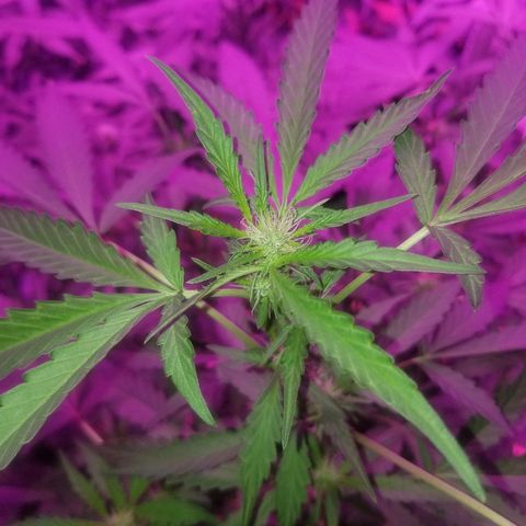 Bitchen Camaro  growlog timeline photo