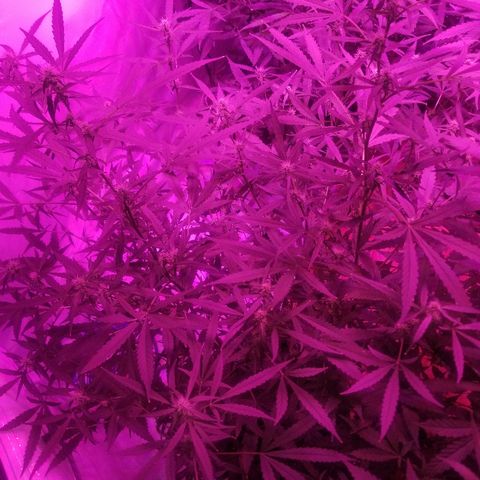 White widow  #1 growlog timeline photo