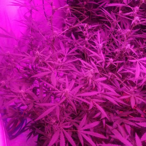 White widow  #1 growlog timeline photo