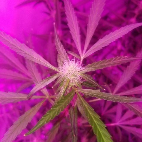 White widow  #1 growlog timeline photo
