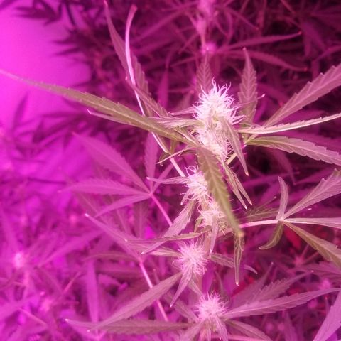 White widow  #1 growlog timeline photo