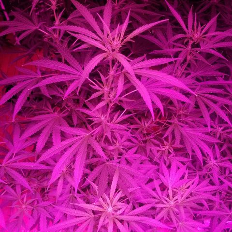 Bubblegum breath  #1 growlog timeline photo