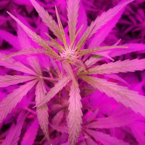 Bubblegum breath  #1 growlog timeline photo