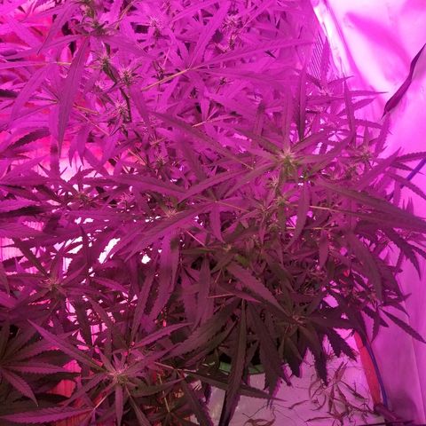 Bubblegum breath  #2 growlog timeline photo