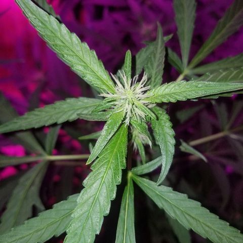 Bubblegum breath  #2 growlog timeline photo