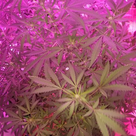 Bitchen Camaro  growlog timeline photo