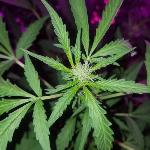 Bitchen Camaro  growlog timeline photo