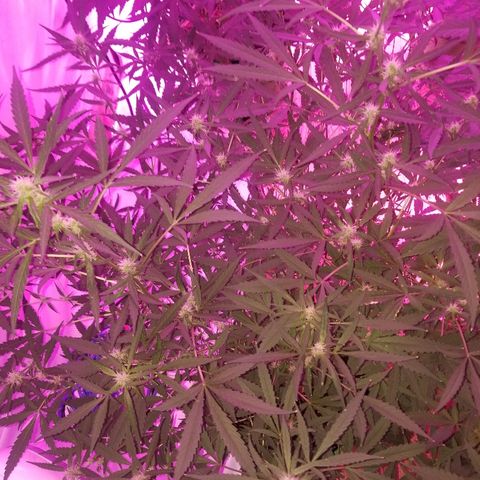 White widow  #1 growlog timeline photo
