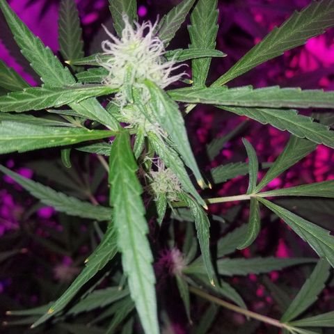 White widow  #1 growlog timeline photo