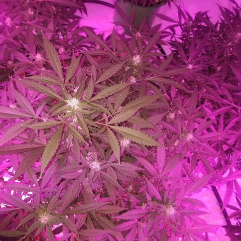Kracken #1 growlog timeline photo
