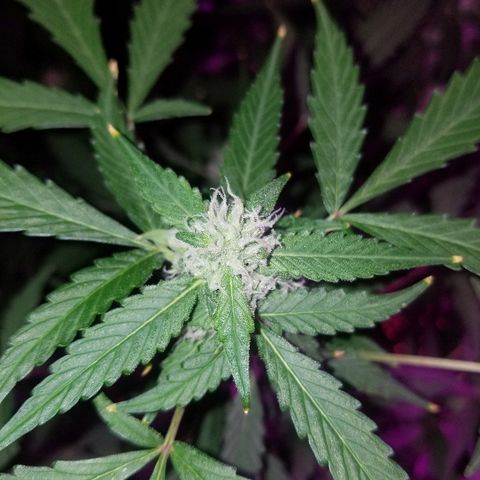 Kracken #1 growlog timeline photo