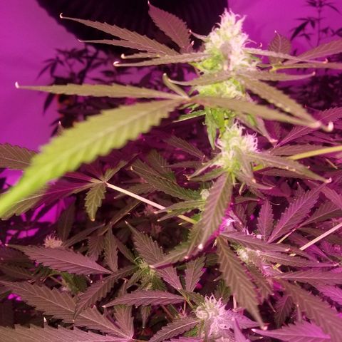Kracken #1 growlog timeline photo