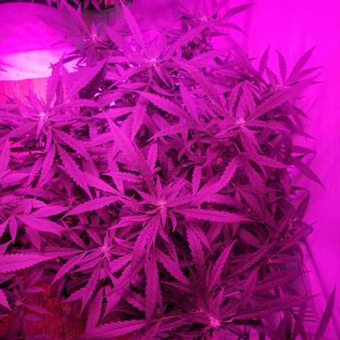 Kracken #2 growlog timeline photo