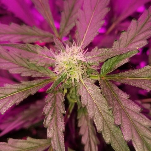 Kracken #2 growlog timeline photo