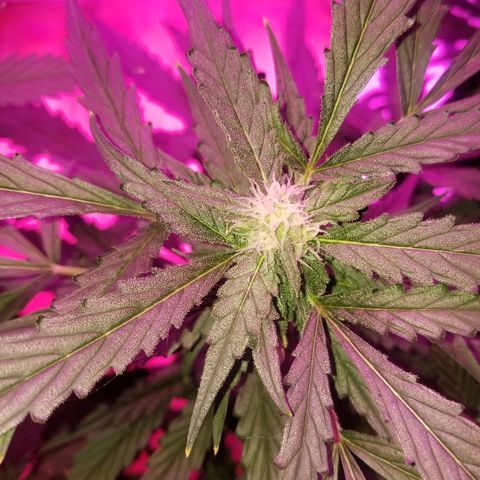 Kracken #2 growlog timeline photo