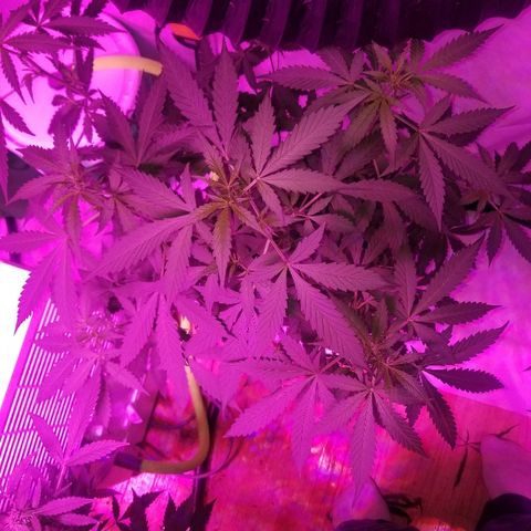 G14 #1 growlog timeline photo