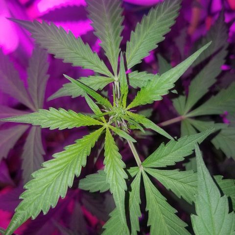 G14 #1 growlog timeline photo
