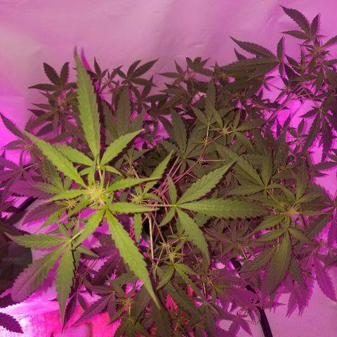 Do Si Dos Auto growlog timeline photo
