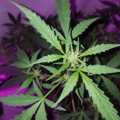 Do Si Dos Auto growlog timeline photo
