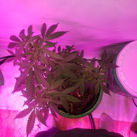 Bam Bam #2 growlog timeline photo