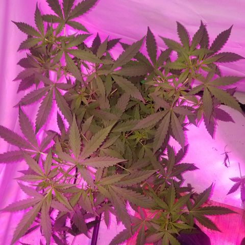 Bam Bam #1 growlog timeline photo