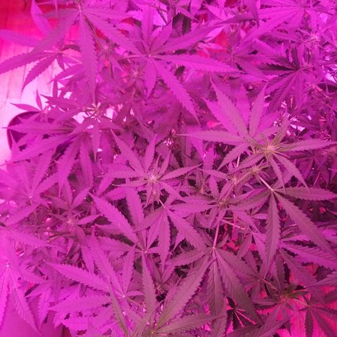 Bam Bam #3 growlog timeline photo