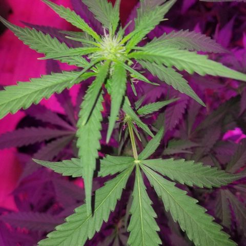 Bam Bam #3 growlog timeline photo