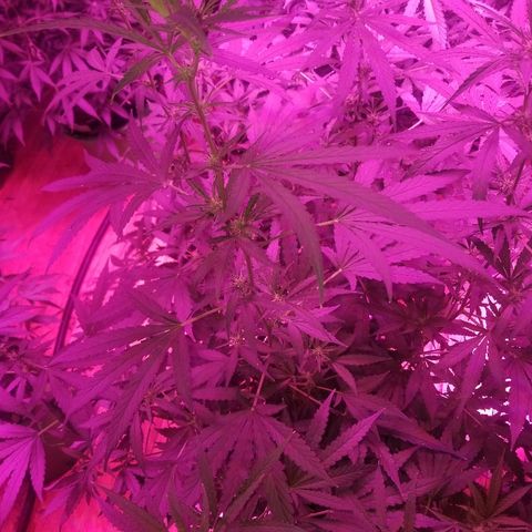 Bubblegum breath  #1 growlog timeline photo