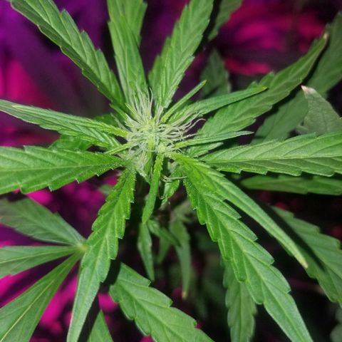 Bubblegum breath  #1 growlog timeline photo
