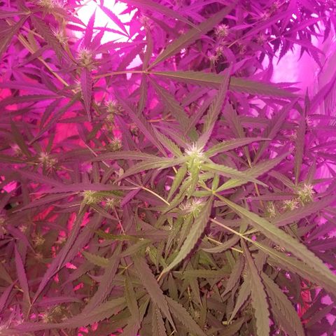 Bubblegum breath  #2 growlog timeline photo