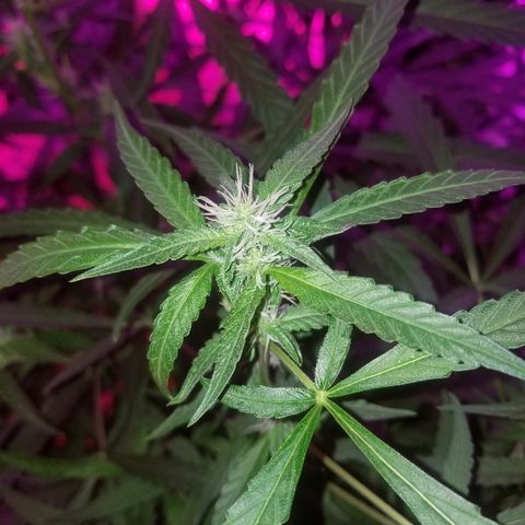 Bubblegum breath  #2 growlog timeline photo