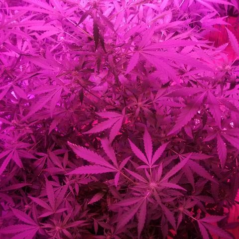 Bitchen Camaro  growlog timeline photo