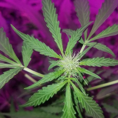 Bitchen Camaro  growlog timeline photo