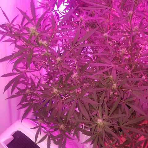 White widow  #1 growlog timeline photo