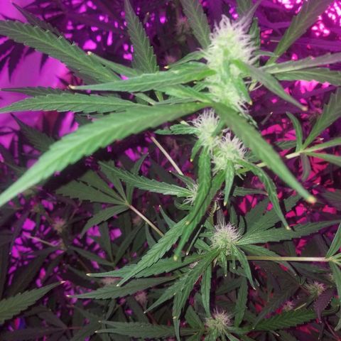 White widow  #1 growlog timeline photo