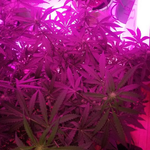 Bam Bam #3 growlog timeline photo