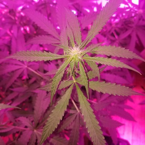 Bam Bam #3 growlog timeline photo