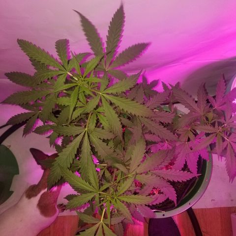 Bam Bam #2 growlog timeline photo